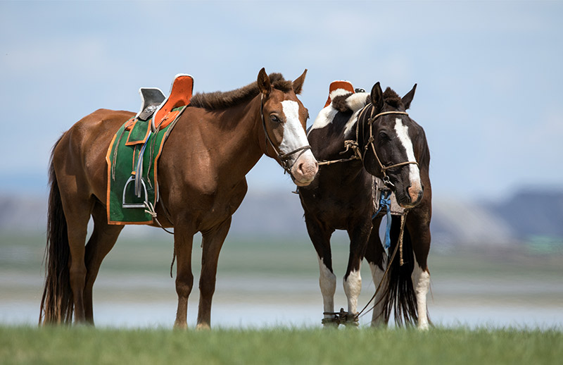 mongolia riding tours 